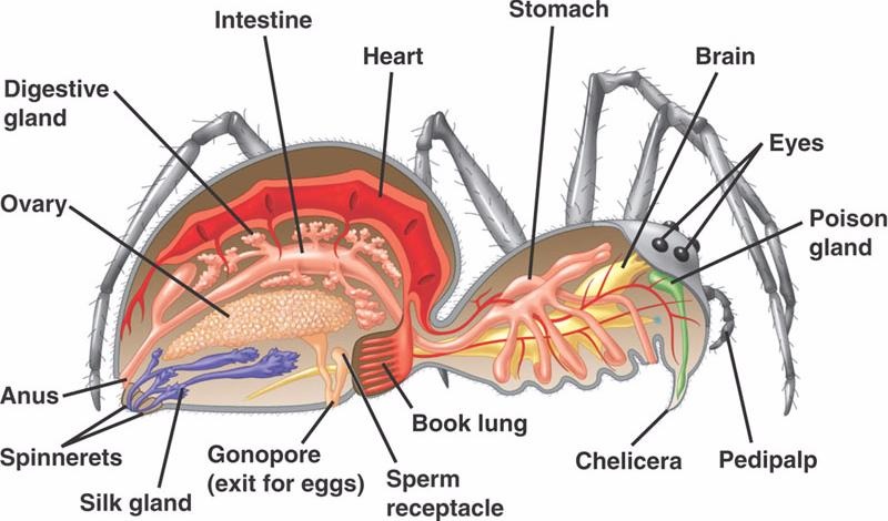 spider book lungs